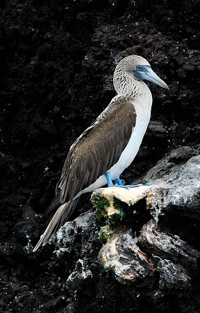 Blue footed booby