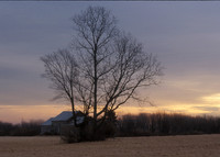 Winter Morning