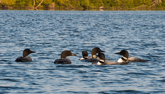 Raft of Loons