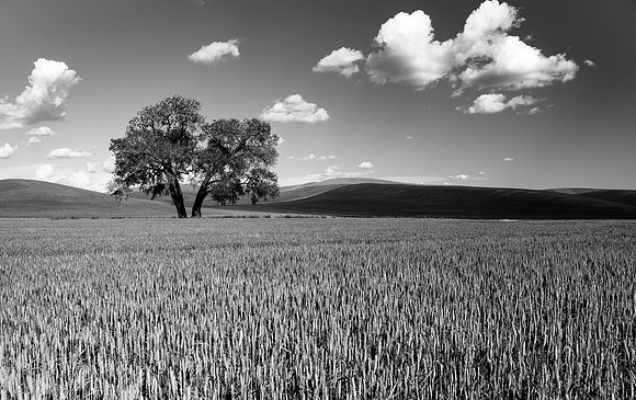 Cottonwood in Wheat Field SE Washington