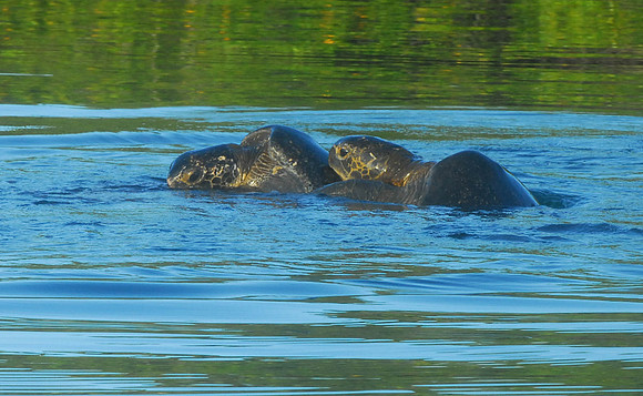 Mating Turtles