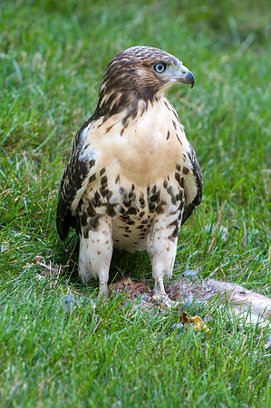 Hawk on Fresh Kill