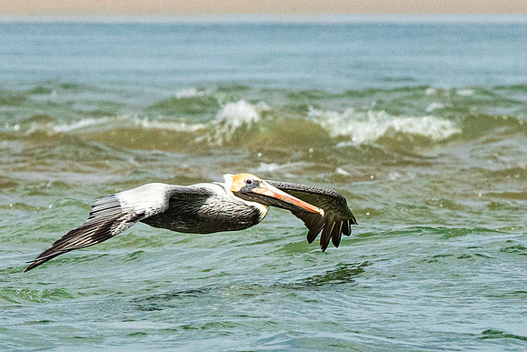 Pelican