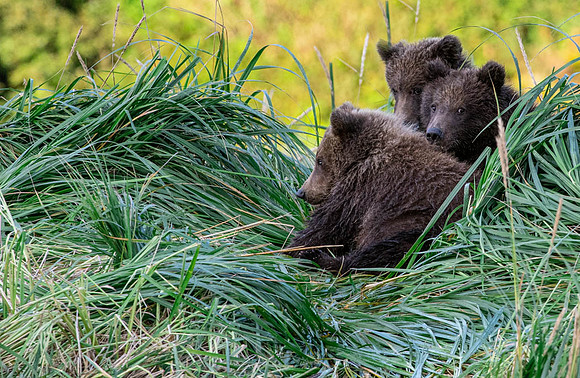 Three Cubs Katmai