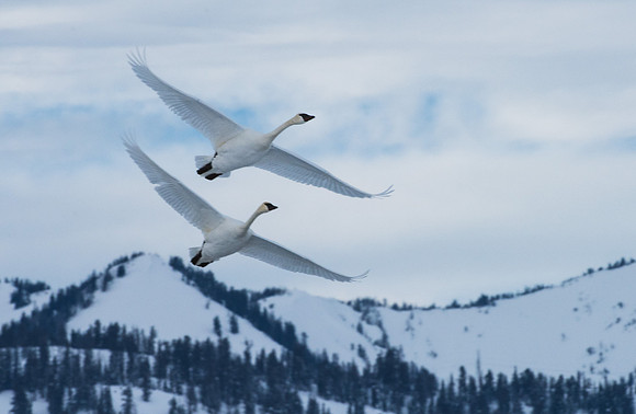 Trumpeter Swans GTNP January