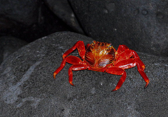 Sally Lightfoot Crab
