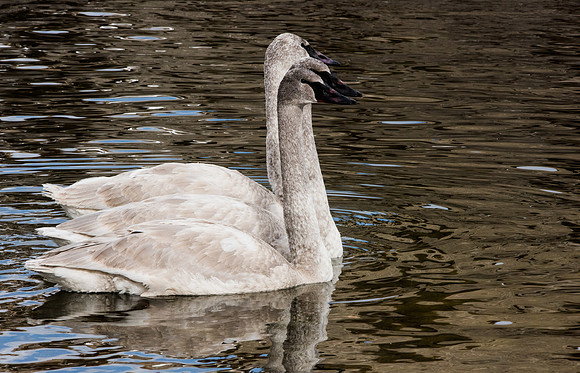 Cygnets Jackson,Wyoming