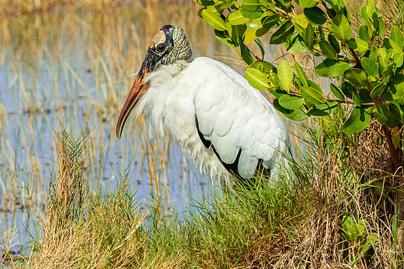 Wood Stork
