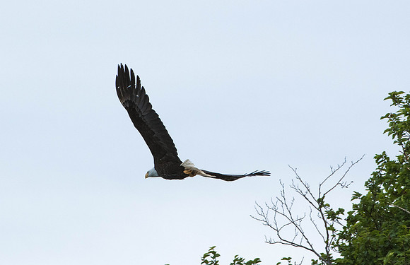 Soaring