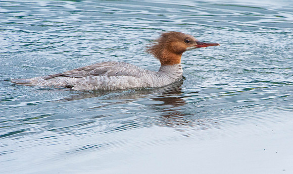 Merganser