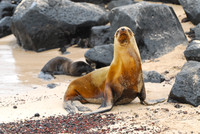 Seal