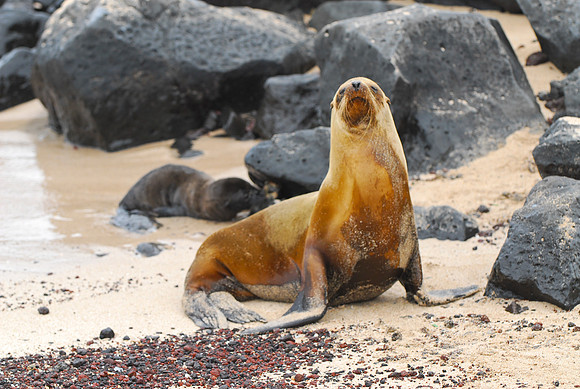 Seal