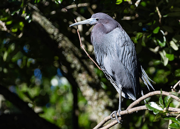 Little Blue Heron