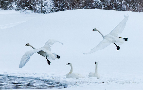 Trumpeter Swans
