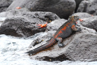 Marine Iguana