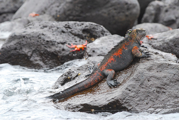 Marine Iguana