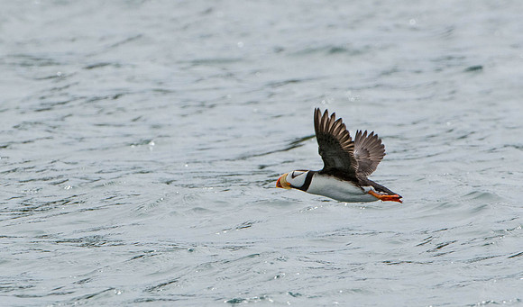 Puffin     Katmai