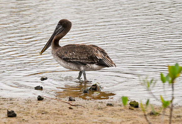 Pelican