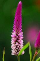 Jungle Flower