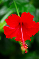 Jungle Flower