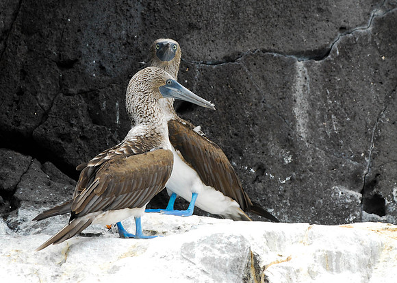 Blue Footed Booby's