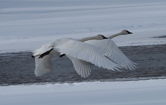 Trumpeter Swans GTNP January