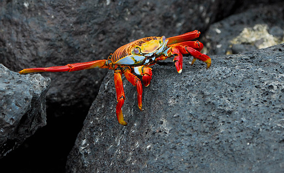 Sally Lightfoot Crab