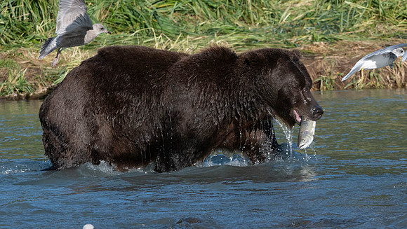 Katmai