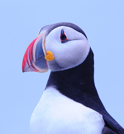 Puffin