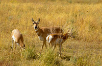 Antelope