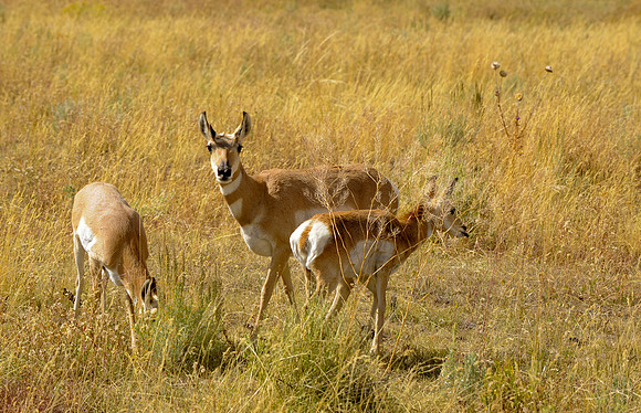 Antelope