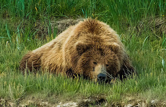 Monday Morning Bear