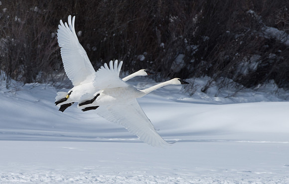 Trumpeter Swans GTNP Winter
