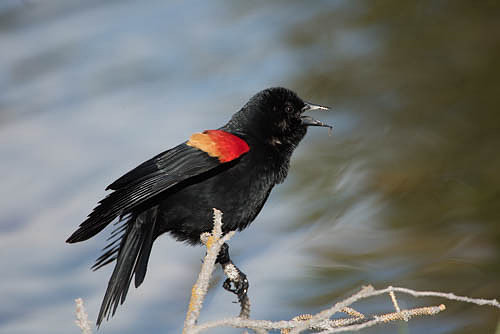 Red Wing Blackbird