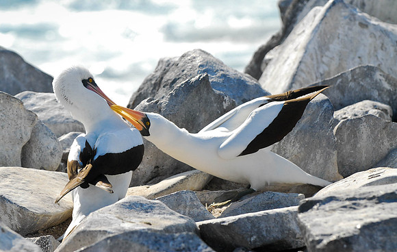 Mating Booby's