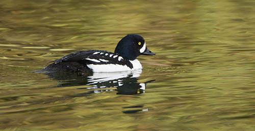 Golden Eye Duck