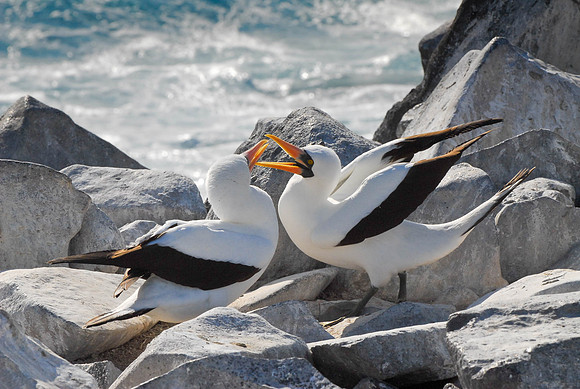 Mating Booby's