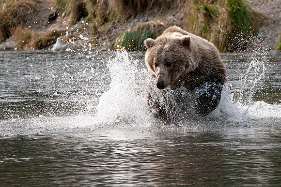 Making A Splash