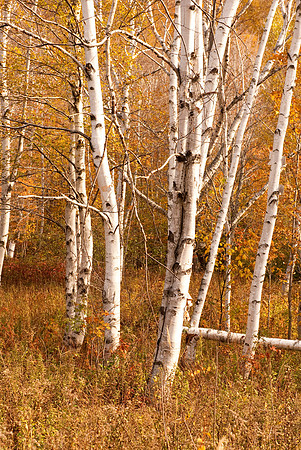 Birches