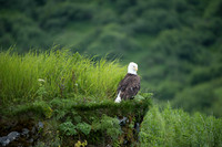 Alaska
