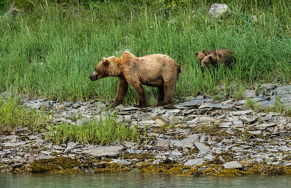 Mom Grizz with new cubs