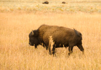 Jackson Hole Bison
