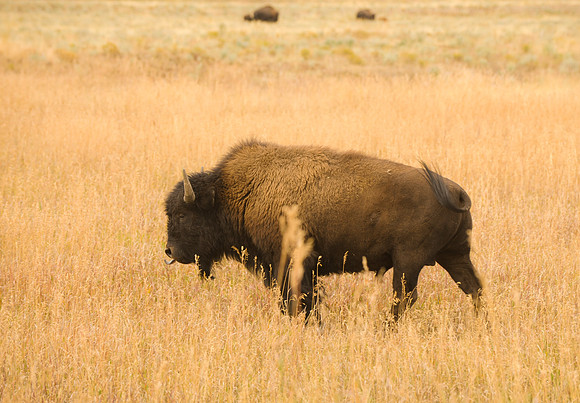Jackson Hole Bison