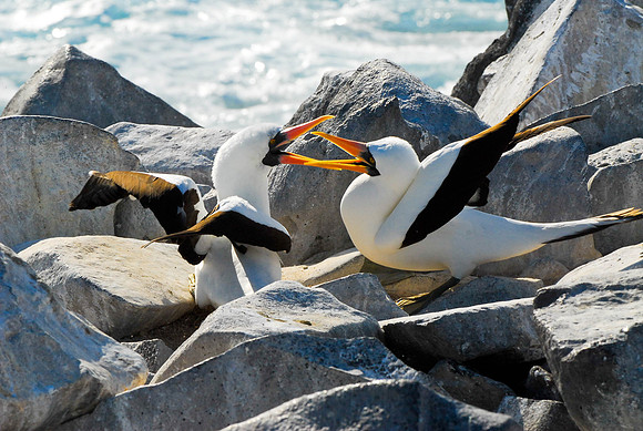 Mating Booby's