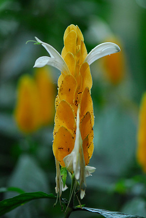 Jungle Flower