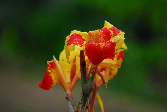 Jungle Flower