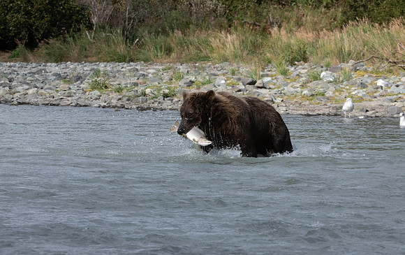 Success. Katmai