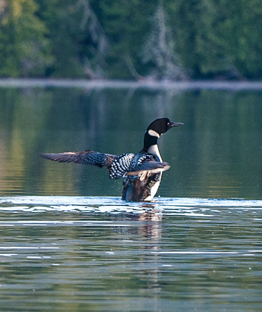 Common Loon