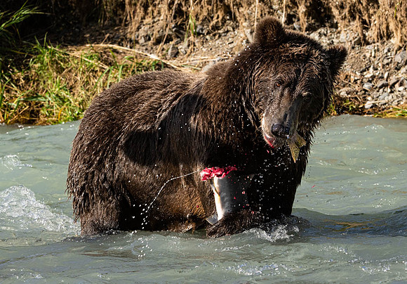 Gory Feast Katmai
