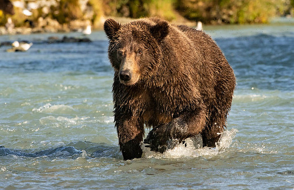 Fishing Katmai